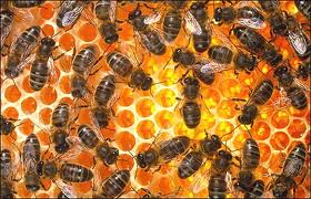 Bee3.jpg