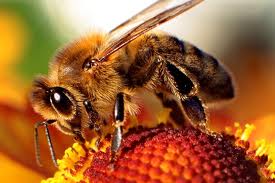 Bee2.jpg